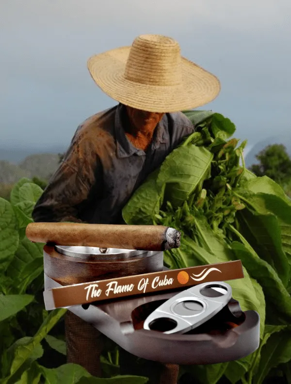 Hand-Made Cigars